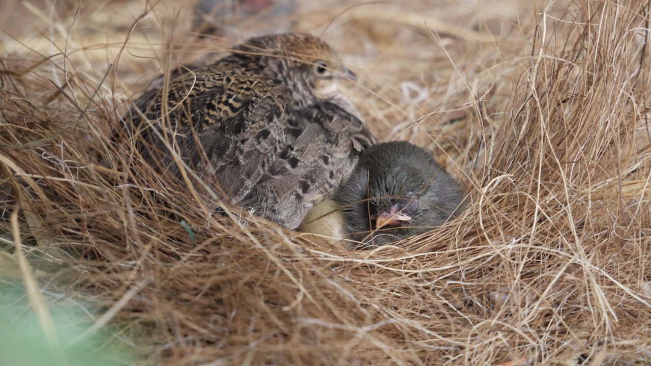 Pekin-Baby-nestling-with-Quail