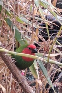 Red faced Parrot Finch